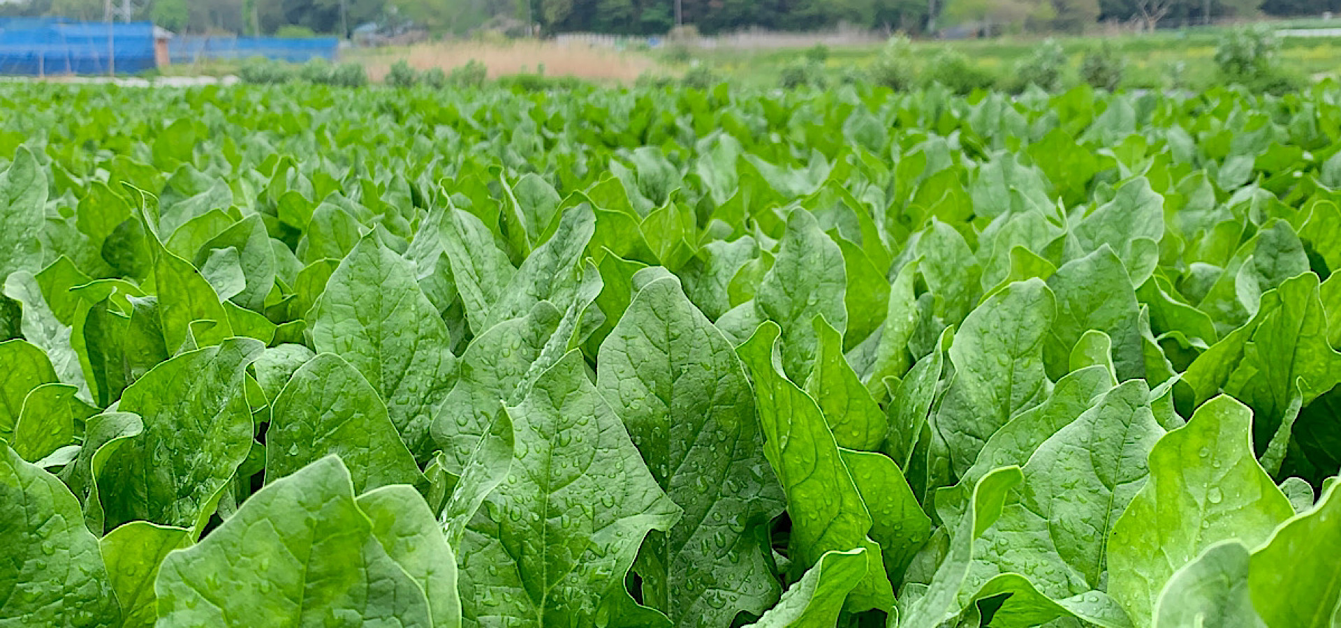 土づくりからこだわる 美味しい野菜