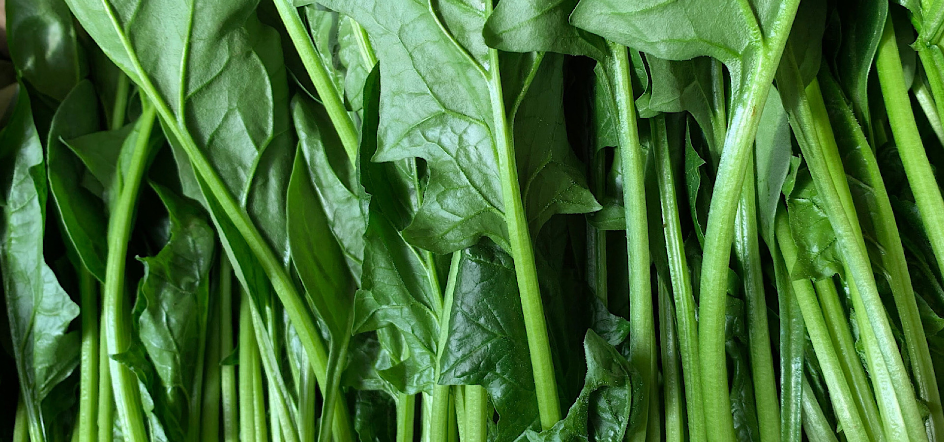 土づくりからこだわる 美味しい野菜