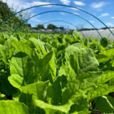 今年の葉大根の出荷が終わりました🥬