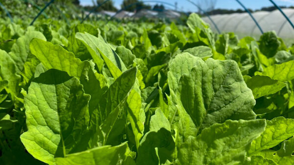 今年の葉大根の出荷が終わりました🥬