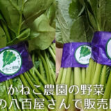 かねこ農園の野菜が横浜の八百屋さんで販売されます🥬✨