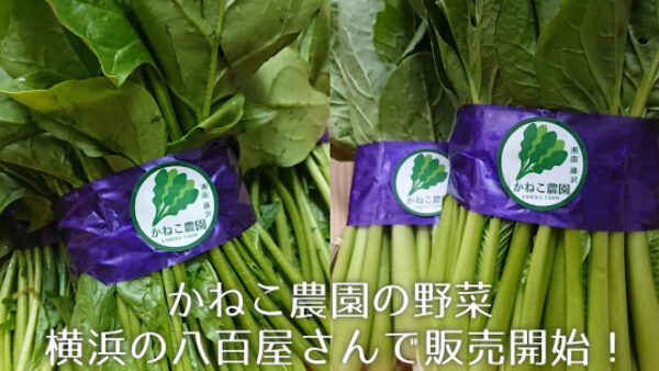 かねこ農園の野菜が横浜の八百屋さんで販売されます🥬✨