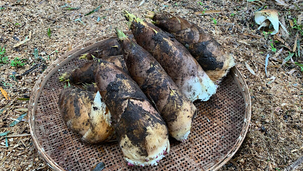 いよいよ出てきた👨‍🌾たけのこ！